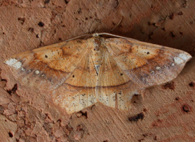 Deep-yellow Euchlaena